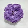 Peonia Malva Crema