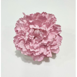 Peonia Rosa