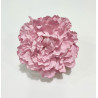 Peonia Rosa
