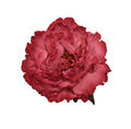 Peonia Fucsia Claro