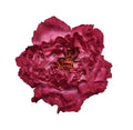 Peonia Fucsia Oscuro
