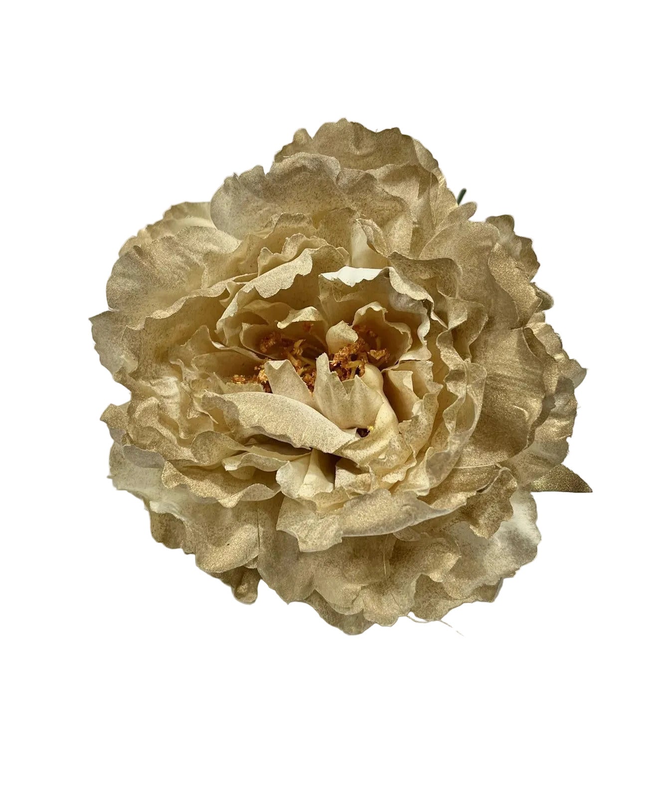 Peonia Marfil Dorado